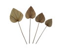 Decoratief palmblad set van 4 - Naturel - Palmblad