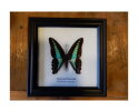 Bluebottle Vlinder in lijst kopen? Slechts 14,95 | Meubelplaats.nl