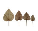 Decoratief palmblad set van 4 - Naturel - Palmblad