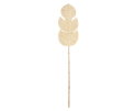 blad Persica