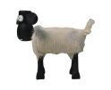 Schaap Shawn klein - 32x14x32 - wit/zwart- Teak/geitenhuid