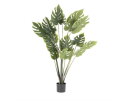 Plant Philodendron Monstera Middel (Per 2) | BY-BOO