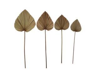 Decoratief palmblad set van 4 - Naturel - Palmblad