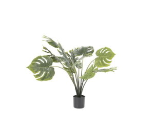 Philodendron Monstera small | BY-BOO