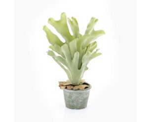 Staghorn fern small | BY-BOO