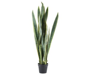 Sansevieria large | BY-BOO