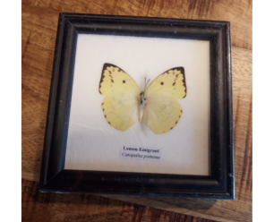 Lemon Emigrant vlinder in lijst kopen? Slechts 14,95 | Meubelplaats.nl