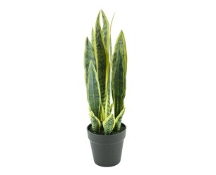 Sansevieria small | BY-BOO