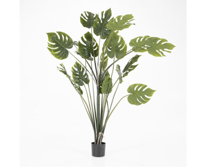 Philodendron Monstera large | BY-BOO