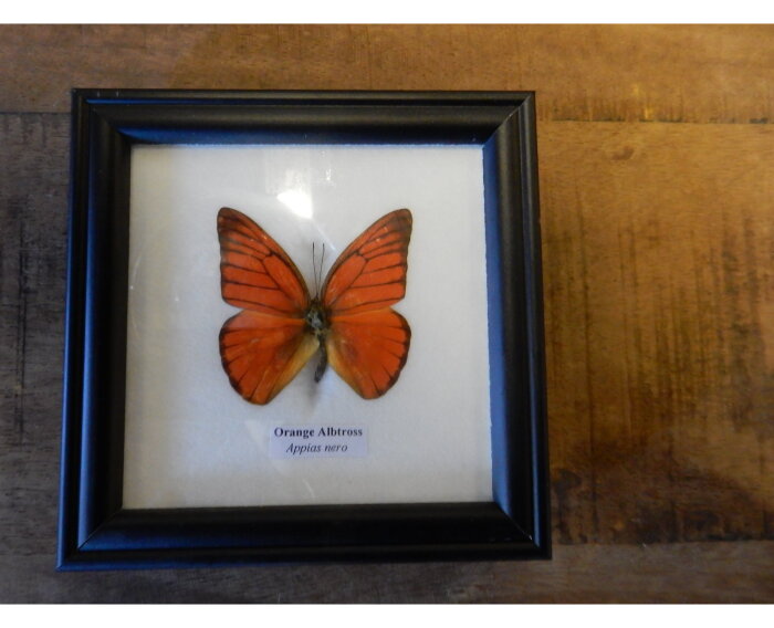 Echte vlinder in lijst oranje | Slechts € 24,95 winkel in Deventer