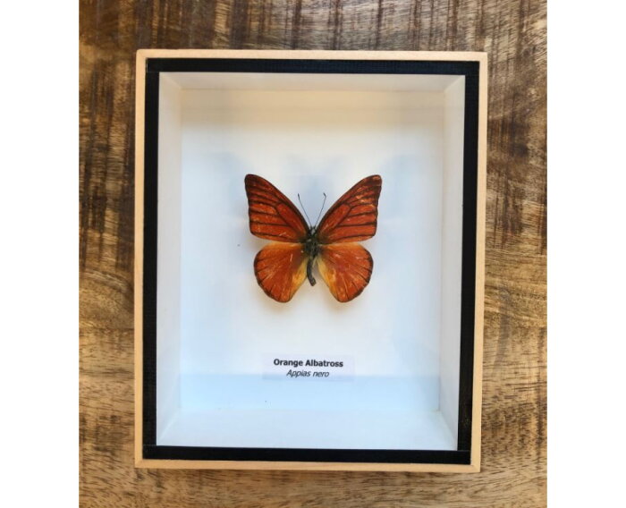 Echte vlinder in houten box oranje | Slechts € 29,95 winkel in Deventer