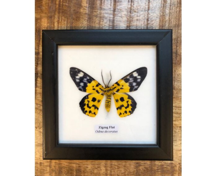Echte zigzag vlinder in lijst zwart geel | € 14,95 winkel in Deventer